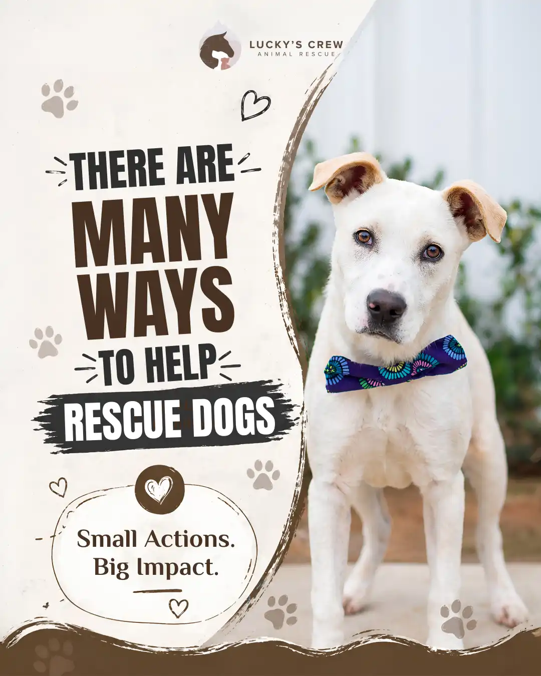 Luckys Crew Animal Rescue Ways to Help Social Media Post – Ingenious Netsoft Portfolio Luckys Crew Animal Rescue There Are Many Ways to Help Rescue Dogs Small Actions Big Impact Social Media Post Design – Ingenious Netsoft Portfolio
