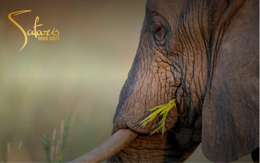 Safaris